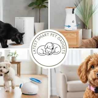 Latest Smart Pet Gadgets – Essential Must-Have Picks